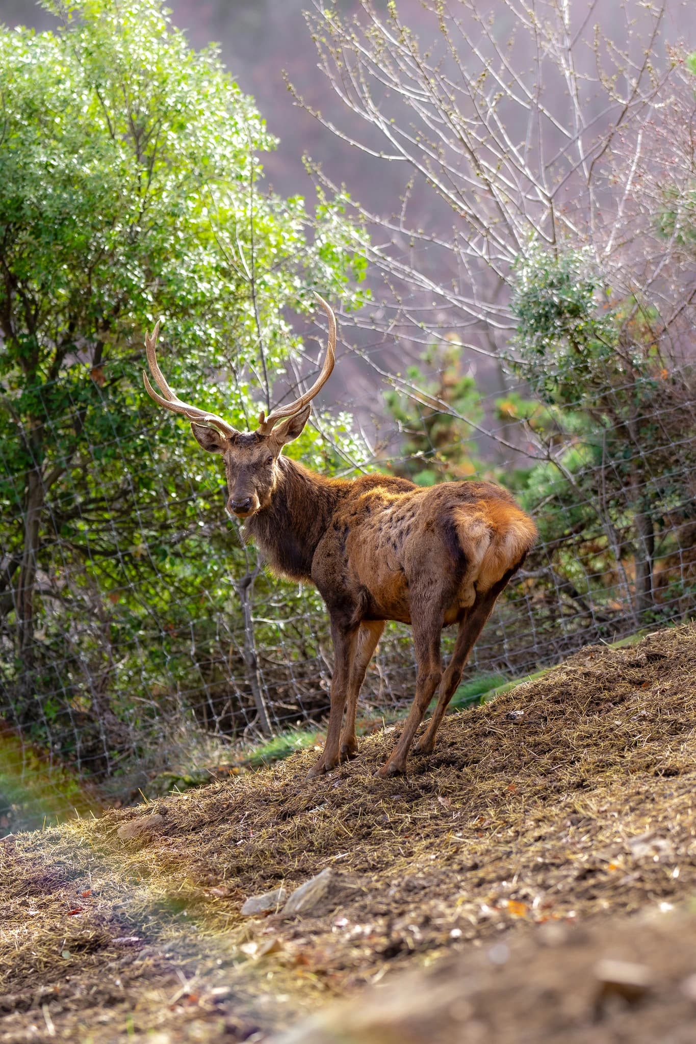 Cerf au parc de Casteil