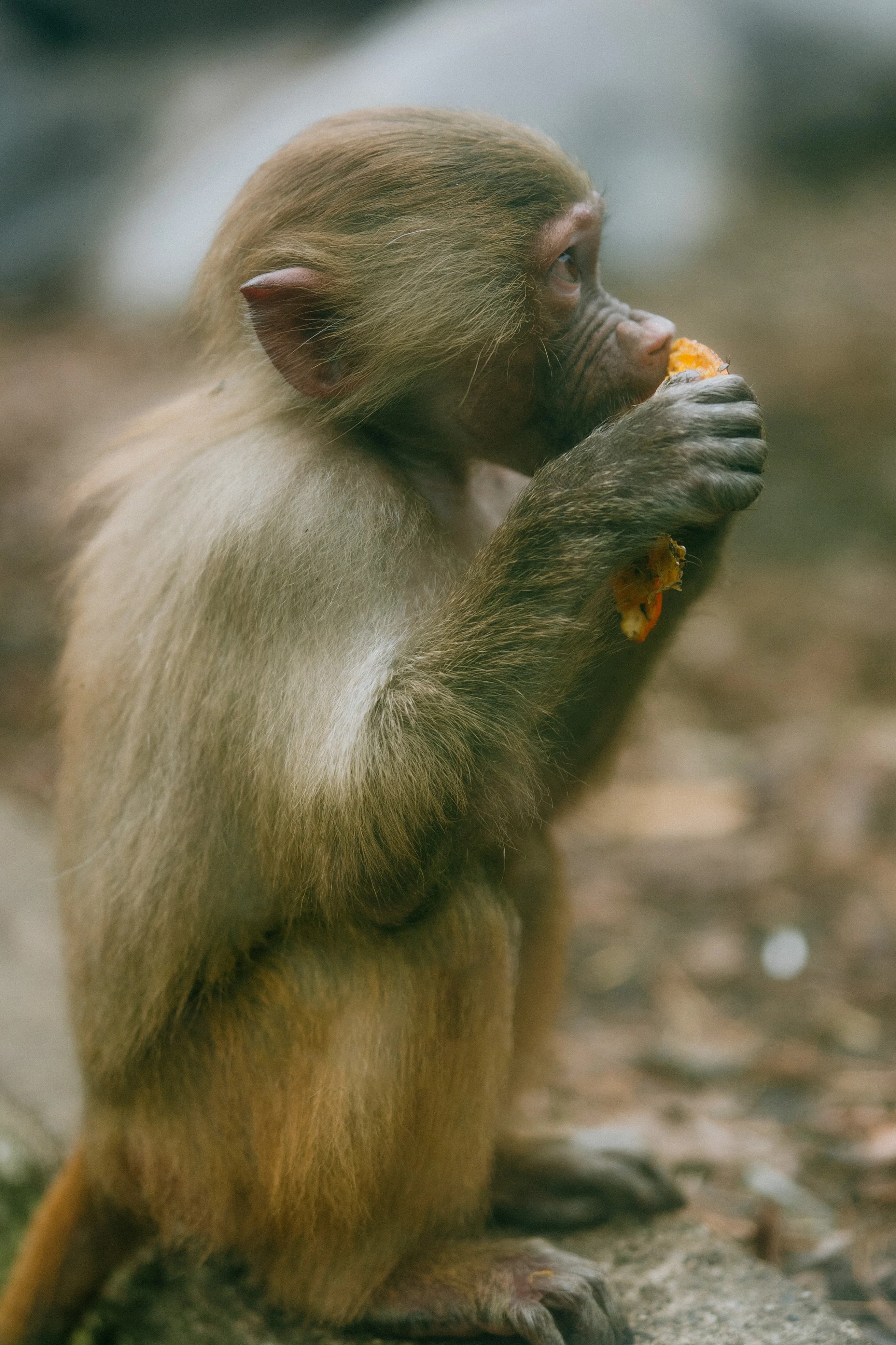 Animaux du parc de Casteil
