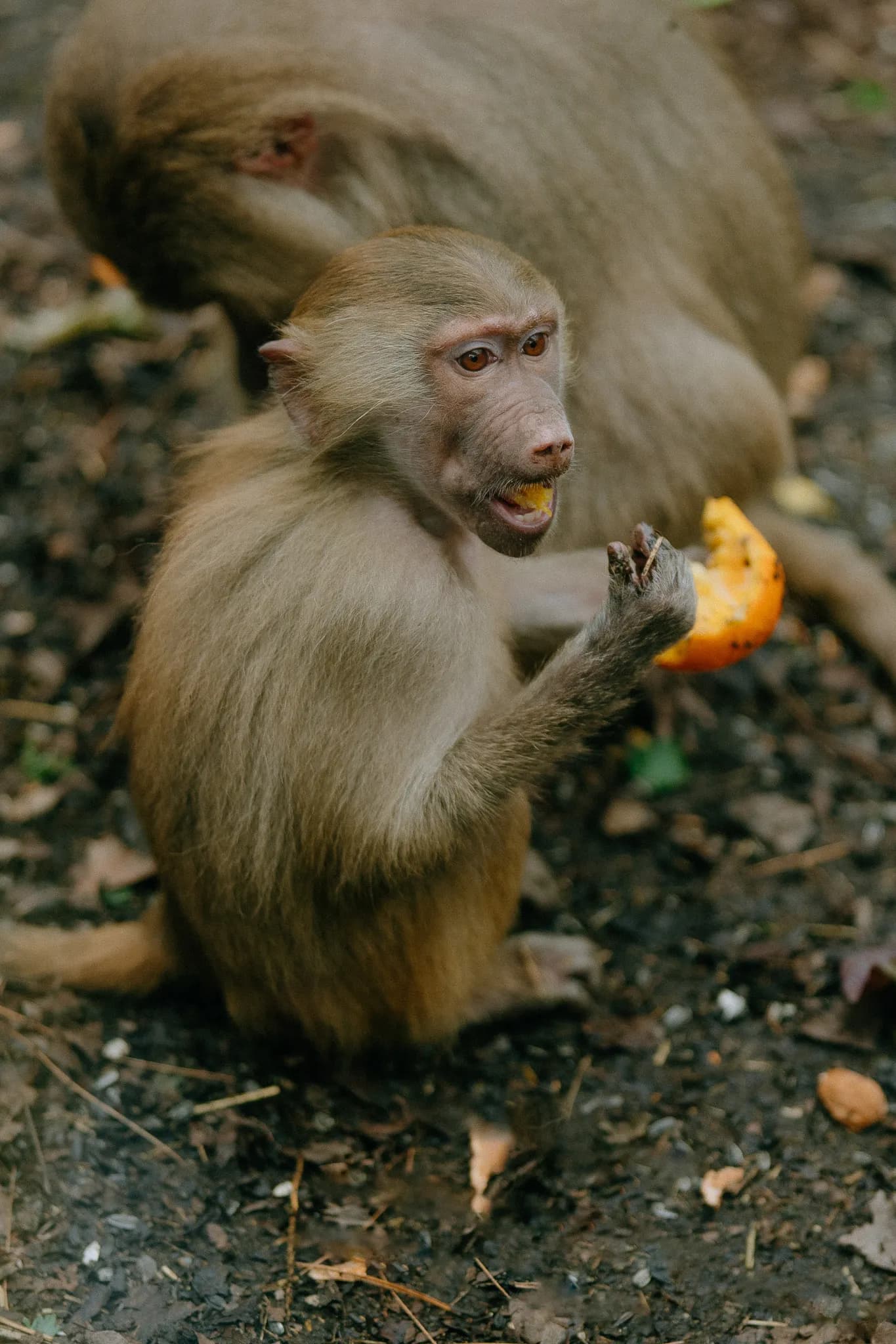 Parc Animalier de Casteil 3