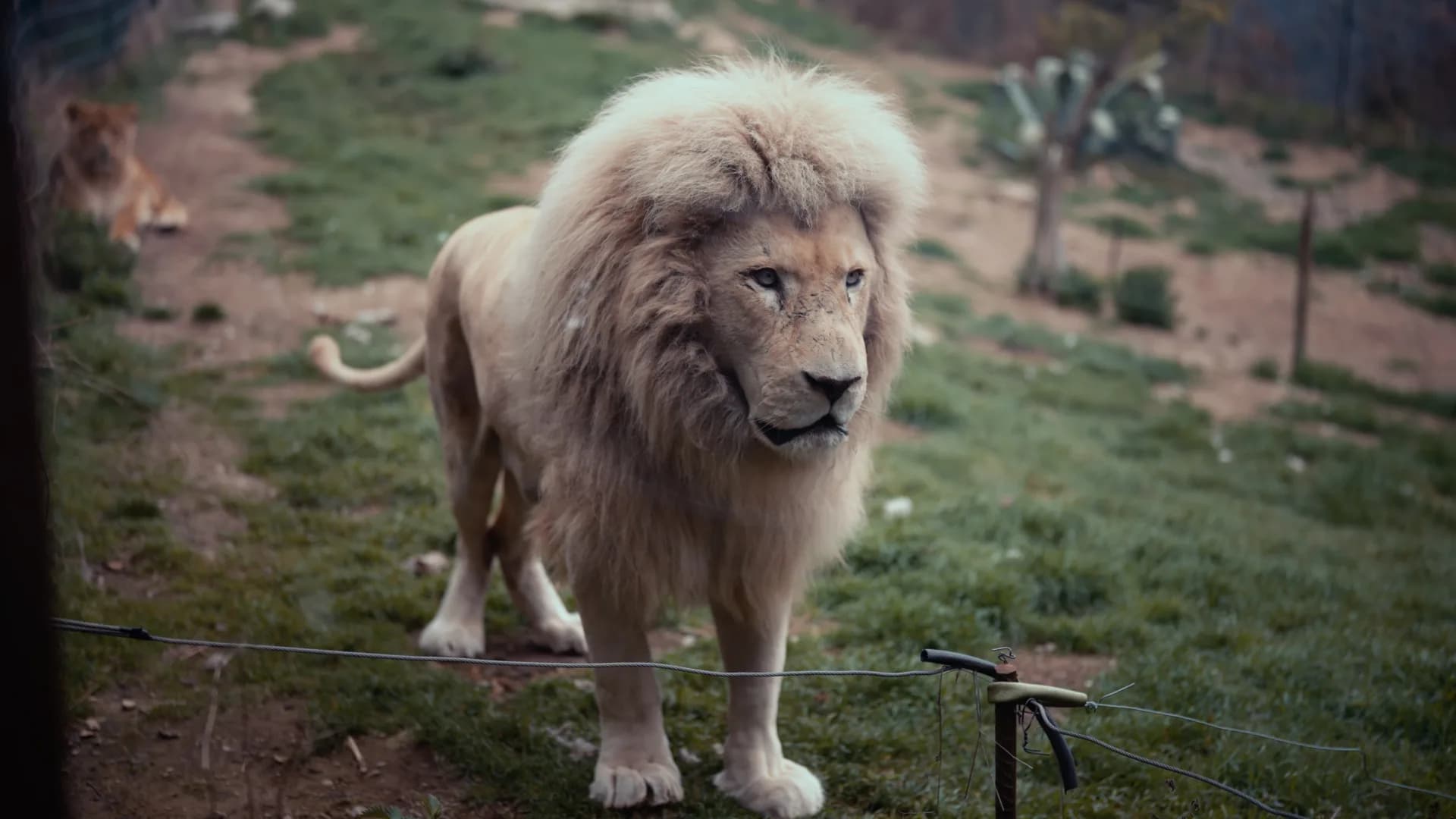Un lion blanc, à Casteil
